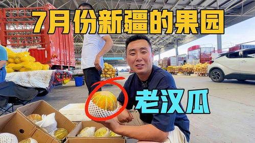老汉瓜怎么吃视频,家常美味,轻松学会瓜类新吃法 老汉瓜怎么吃视频,家常美味,轻松学会瓜类新吃法