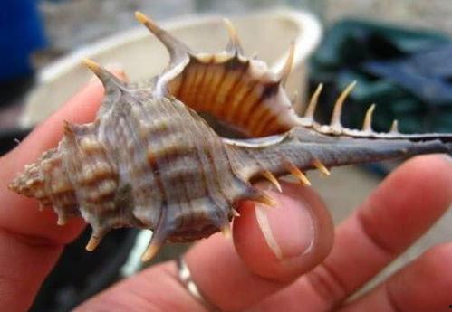 吃瓜挖螺视频,一场视觉与味蕾的双重盛宴