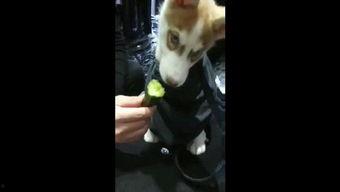 狗狗吃瓜动作视频,瓜果诱惑下的欢乐瞬间