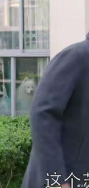 潮哥吃瓜看剧视频大全下载,视频大全下载攻略全解析