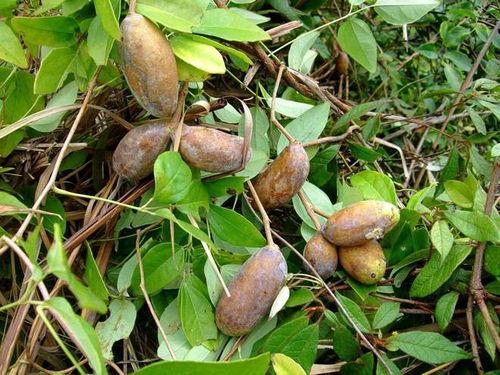 吃八月瓜小视频,短视频带你领略田园风味