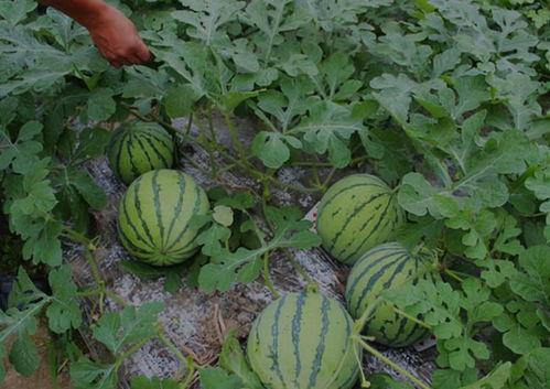 河南封丘吃瓜事件视频,一场引发社会关注的街头冲突