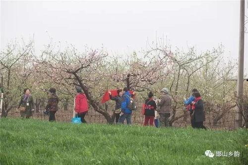 南堡乡左西村吃瓜视频,一场吃瓜盛宴，见证乡村新风尚