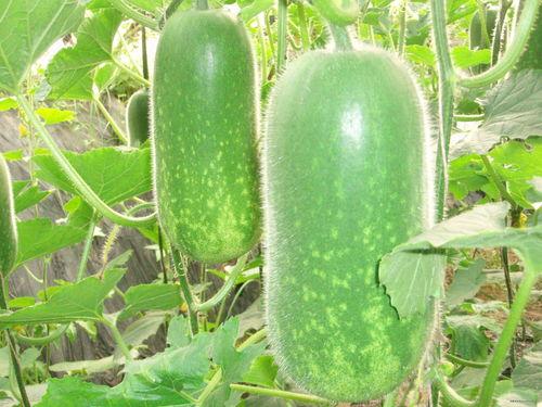 大仑吃瓜视频,揭秘娱乐圈幕后故事