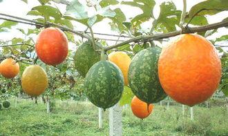 吊瓜能沾蜂蜜吃吗视频大全,视频大全揭秘