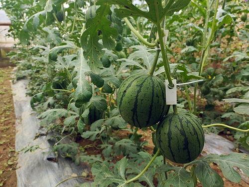 义净寺大石头吃瓜视频,一场吃瓜视频引发的寺庙热议