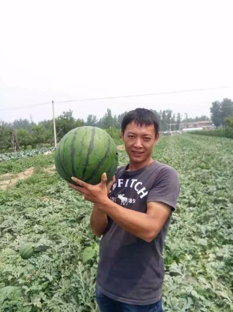 安徽砀山县吃瓜事件视频,一场引发热议的乡村奇观