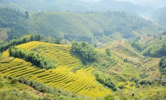 崇义县吃瓜事件始末视频,一场网络热议的真相追踪