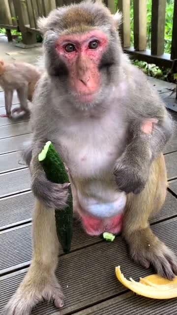 女吃瓜像猴子视频下载,下载热潮席卷网络