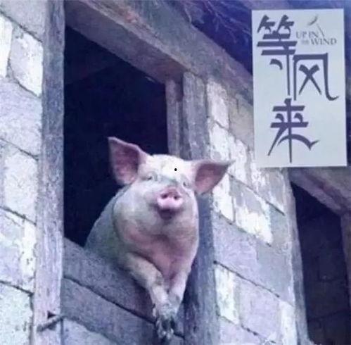 刘大瓜吃猪背骨视频,美味与挑战并存