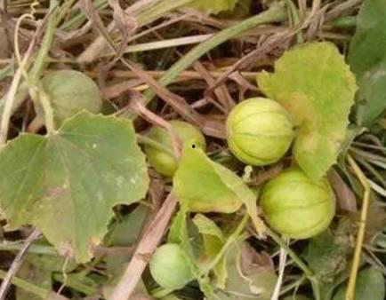 吃野瓜的视频大全,视频大全带你领略自然美味之旅